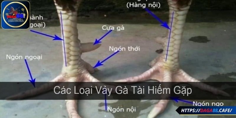 Những loại vảy gà đá tốt thường gặp