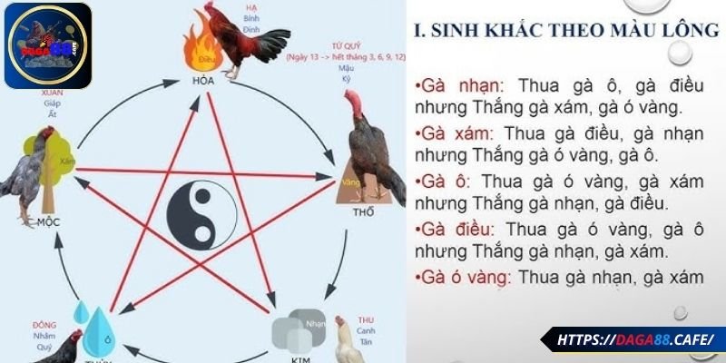 Cách xem màu mạng gà đá thông qua ngũ hành