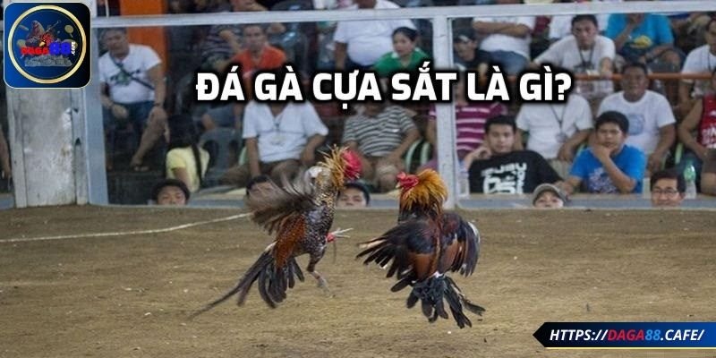 Đá gà cựa sắt là hình thức gì?