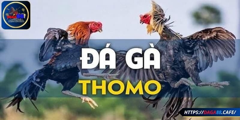 Chọi gà Thomo đầy thu hút