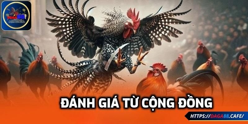 Đánh giá từ cộng đồng