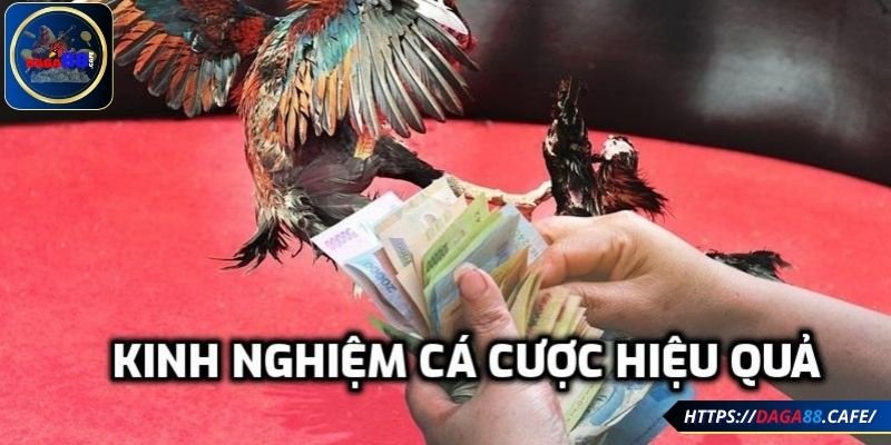 Kinh nghiệm cá cược hiệu quả