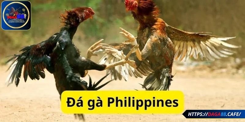 Đá gà Philippines thưởng cao