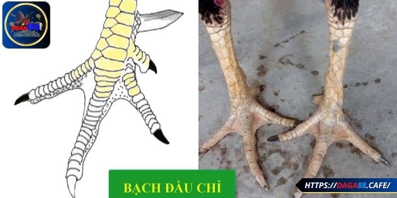 Thông tin về gà bạch, hắc đầu chỉ