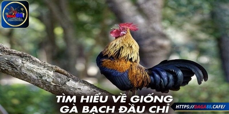 Tìm hiểu về gà bạch đầu chỉ