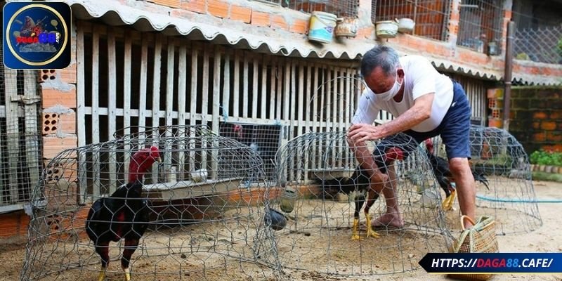 Lưu ý trong cách nuôi giống loài này