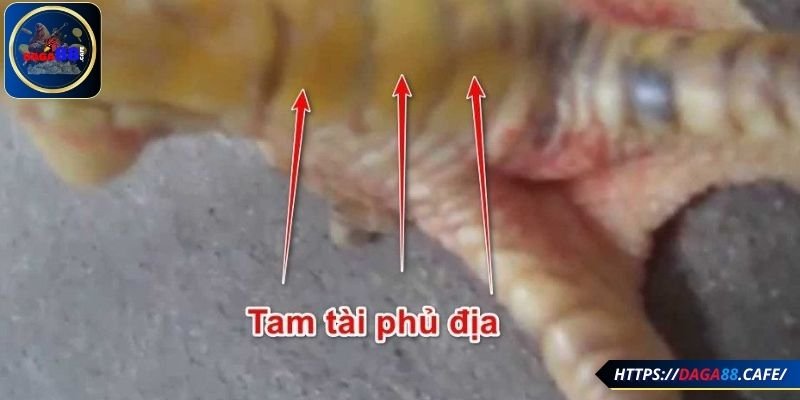 Tìm hiểu kỹ vị trí của gà có vảy là phủ địa