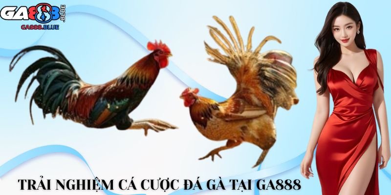 Trải nghiệm cá cược đá gà tại GA888